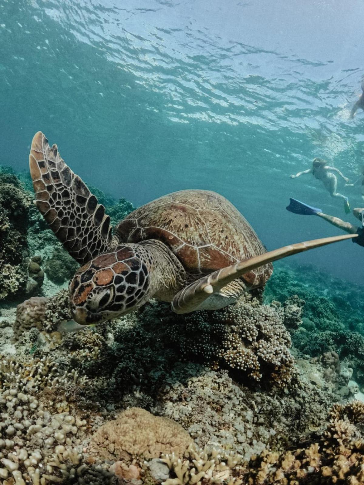 Tipsea Turtle Gili Air Hotel Екстериор снимка